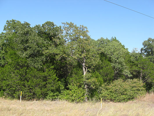 postoaksavanna_oak_juniper_slopeforest_site8122.jpg