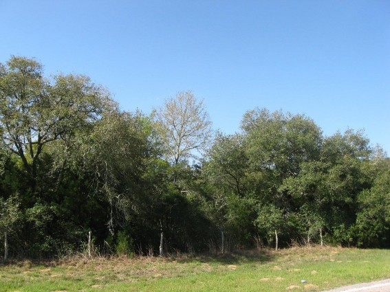 Example_Post_Oak_Live_Oak_Motte_and_Woodland.jpg