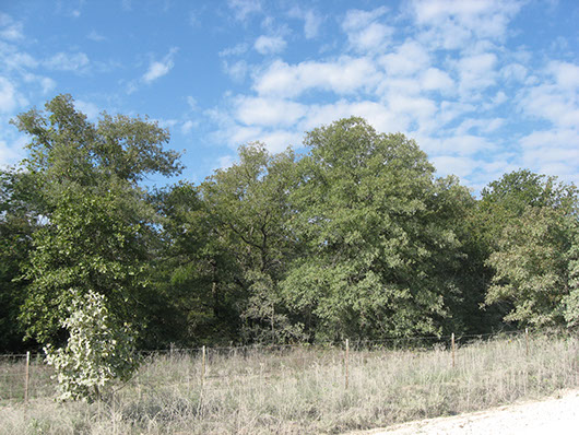 20+ Post Oak Savannah Plants