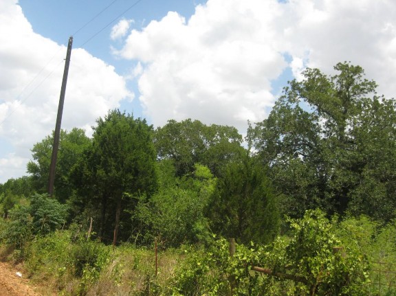 Example_Post_Oak_Redcedar_Motte_and_Woodland.jpg Example_Post_Oak_Redcedar_Motte_and_Woodland.jpg