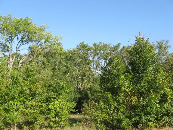 Example_Post_Oak_Yaupon_Motte_and_Woodland.jpg Example_Post_Oak_Yaupon_Motte_and_Woodland.jpg