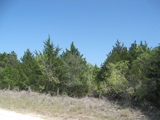 postoaksavanna_redcedar_slopeforest_site8116.jpg postoaksavanna_redcedar_slopeforest_site8116.jpg