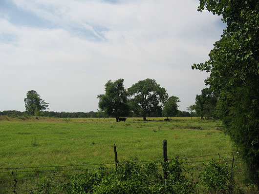 postoaksavanna_savannagrassland_site2441.jpg postoaksavanna_savannagrassland_site2441.jpg