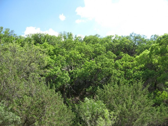 Example_Live_Oak_Slope_Forest.jpg Example_Live_Oak_Slope_Forest.jpg