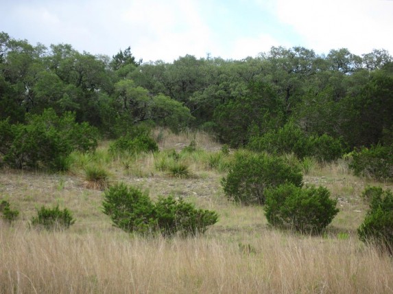Example_Oak_Ashe_Juniper_Slope_Forest.jpg Example_Oak_Ashe_Juniper_Slope_Forest.jpg