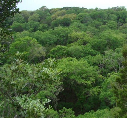 Example_Oak_Hardwood_Slope_Forest.jpg Example_Oak_Hardwood_Slope_Forest.jpg