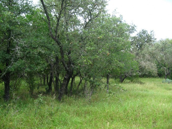 Example_Edwards_Plateau_Oak_Hardwood_Motte_and_Woodland.jpg