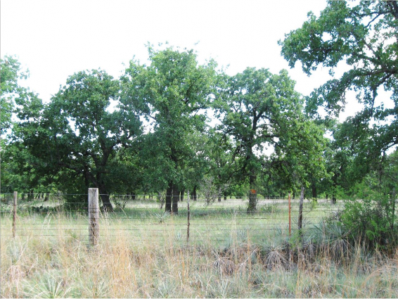 Example_Edwards_Plateau_Post_Oak_Motte_and_Woodland.png