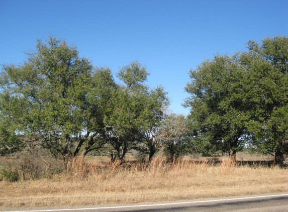 Example_Llano_Uplift_Live_Oak_Woodland.jpg Example_Llano_Uplift_Live_Oak_Woodland.jpg