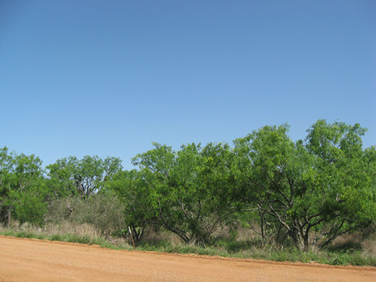 llano_mesquite_whitebrush_site1769.jpg