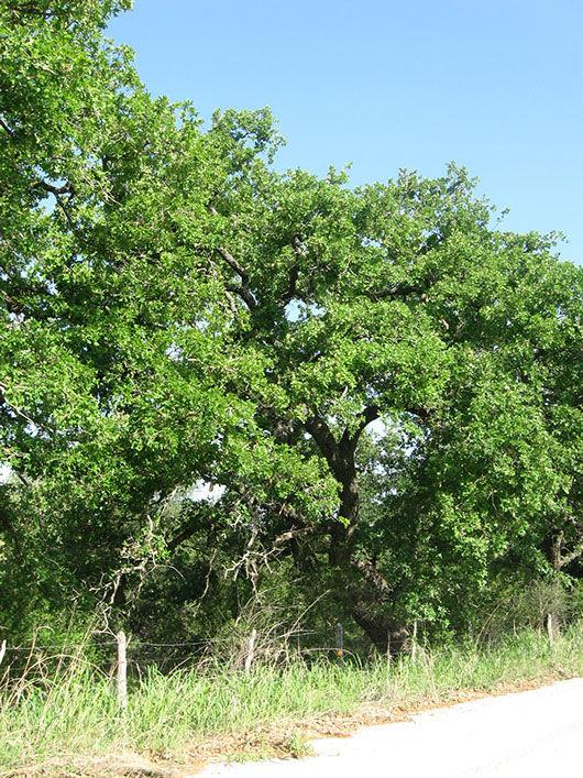 llano_postoak_motte_site1765.jpg