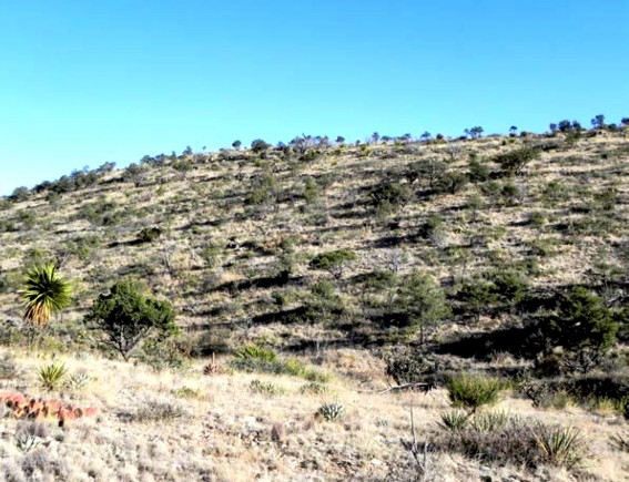 Example_Trans_Pecos_Mountain_Evergreen_Oak_Pine_Shrubland.jpg Example_Trans_Pecos_Mountain_Evergreen_Oak_Pine_Shrubland.jpg
