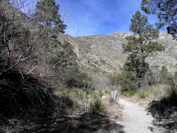 Example_Trans_Pecos_Ponderosa_Arizona_Pine_Oak_Woodland.jpg Example_Trans_Pecos_Ponderosa_Arizona_Pine_Oak_Woodland.jpg