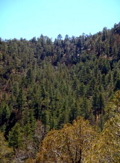 Example_Trans_Pecos_Ponderosa_Arizona_Pine_Woodland.jpg Example_Trans_Pecos_Ponderosa_Arizona_Pine_Woodland.jpg