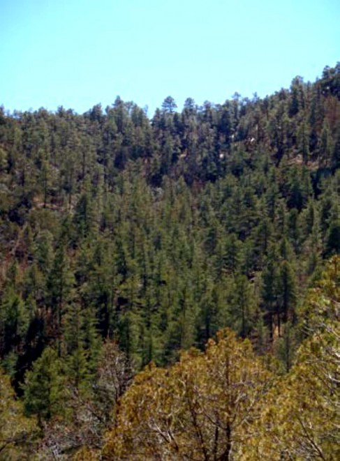 Example_Trans_Pecos_Ponderosa_Arizona_Pine_Woodland.jpg