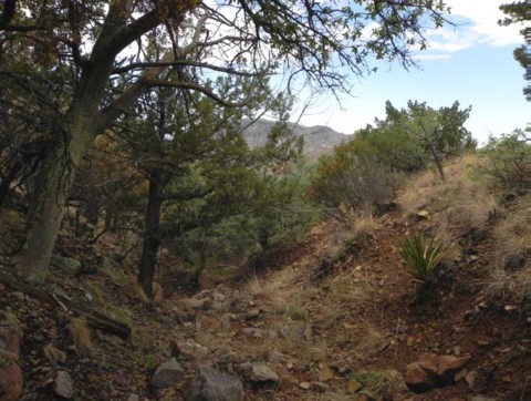 Example_Trans_Pecos_Montane_Mesic_and_Canyon_Evergreen_Shrubland.jpg Example_Trans_Pecos_Montane_Mesic_and_Canyon_Evergreen_Shrubland.jpg