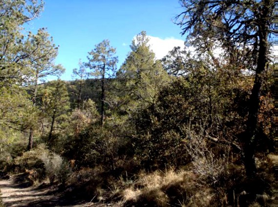Example_Trans_Pecos_Montane_Mesic_and_Canyon_Pine_Juniper_Forest.jpg Example_Trans_Pecos_Montane_Mesic_and_Canyon_Pine_Juniper_Forest.jpg