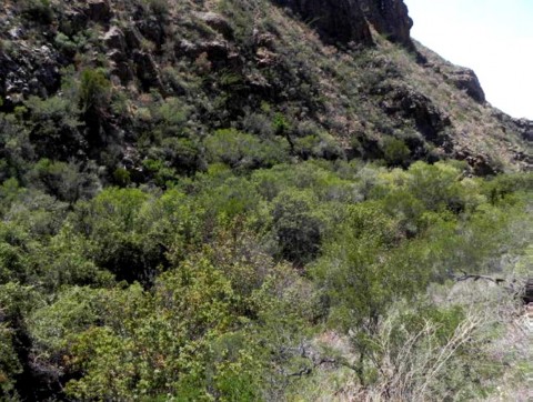 Example_Trans_Pecos_Montane_Mesic_and_Canyon_Shrubland.jpg Example_Trans_Pecos_Montane_Mesic_and_Canyon_Shrubland.jpg
