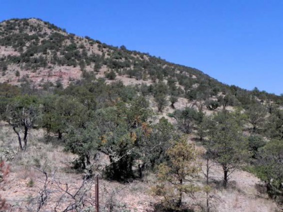 of example system security social Wildlife Madrean Woodland Texas — & Parks Pinyon Juniper of example system security social Wildlife Madrean Woodland Texas — & Parks Pinyon Juniper