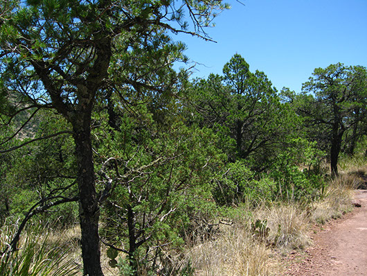 trans pecos-montane pinyon-juniper woodland-18.jpg trans pecos-montane pinyon-juniper woodland-18.jpg