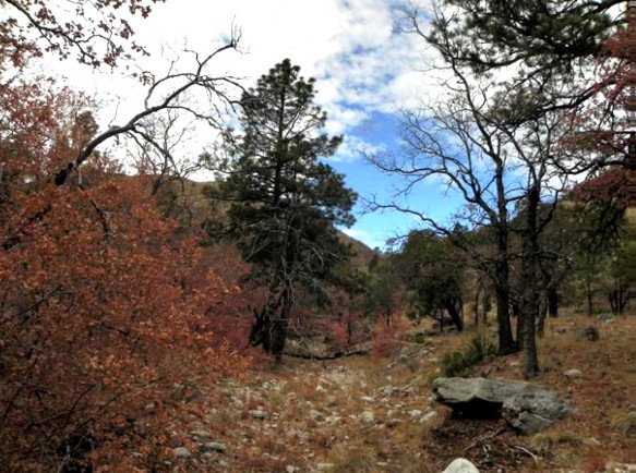 Example_Trans_Pecos_High_Mountain_Mixed_Conifer_Oak_Forest_and_Woodland.jpg