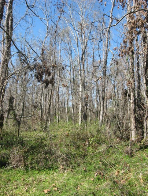 Example_Chenier_Plain_Hardwood_Fringe_Forest.jpg Example_Chenier_Plain_Hardwood_Fringe_Forest.jpg