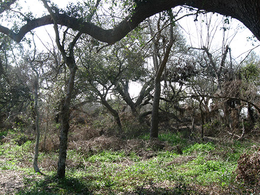 chenier plain-live oak fringe forest-1112.jpg