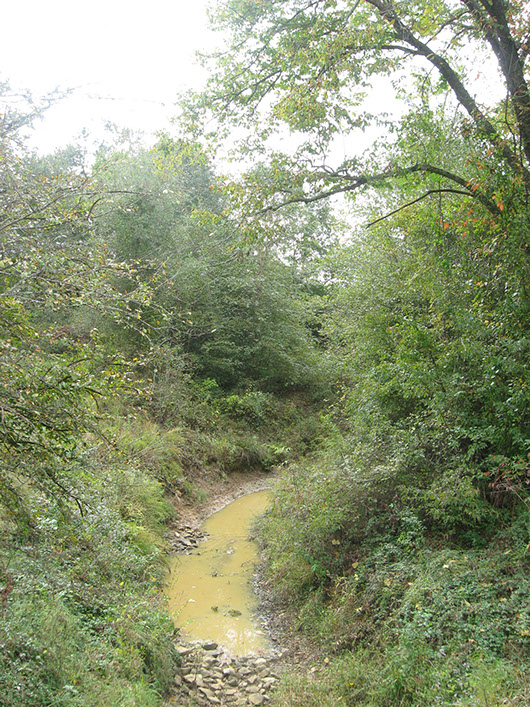 pineywoods-northern mesic hardwood forest-268.jpg pineywoods-northern mesic hardwood forest-268.jpg