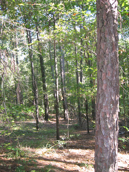 pineywoods-northern mesic pine-hardwood forest-338.jpg