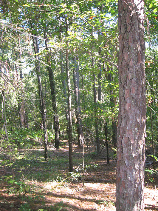 pineywoods-northern mesic pine-hardwood forest-338.jpg pineywoods-northern mesic pine-hardwood forest-338.jpg
