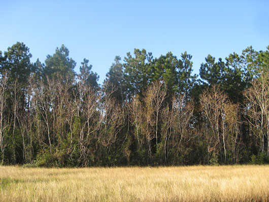 pineywoods-pine forest or plantation-1757.jpg pineywoods-pine forest or plantation-1757.jpg