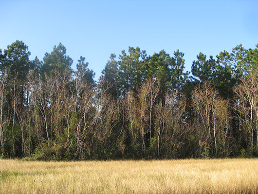 pineywoods-pine forest or plantation-1757.jpg