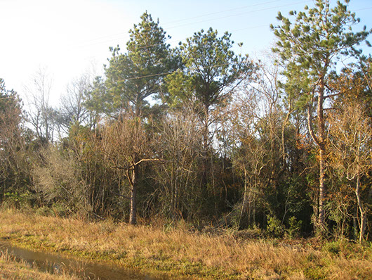 pineywoods-pine-hardwood forest or plantation-1754.jpg pineywoods-pine-hardwood forest or plantation-1754.jpg