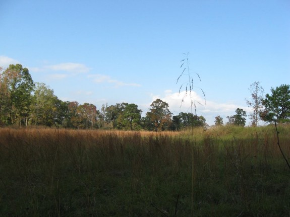 Example Pineywoods: Sandhill Grassland or Shrubland.jpg