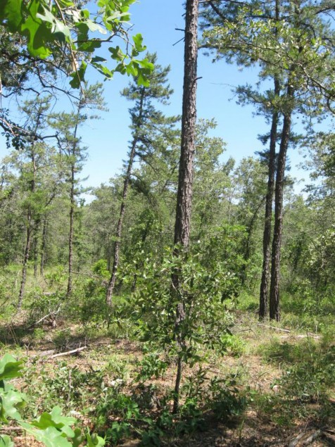 Example Pineywoods: Sandhill Oak/Pine Woodland.jpg