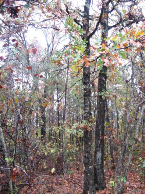 Example Pineywoods: Sandhill Oak Woodland.jpg Example Pineywoods: Sandhill Oak Woodland.jpg