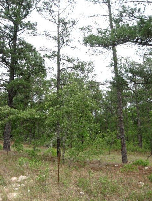 Example Pineywoods: Sandhill Pine Woodland.jpg Example Pineywoods: Sandhill Pine Woodland.jpg