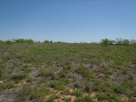 rollings plains-mixed grass prairie-3471.jpg