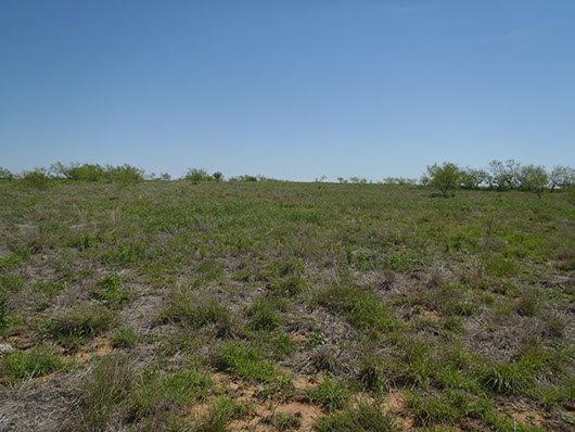 rollings plains-mixed grass prairie-3471.jpg rollings plains-mixed grass prairie-3471.jpg
