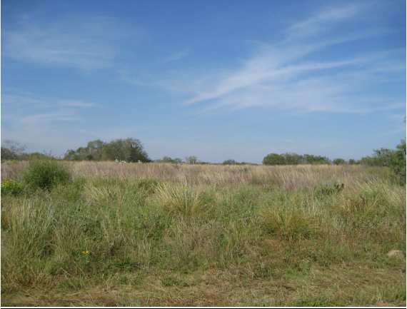 Example_Coastal Plain Terrace Sandyland Grassland.png