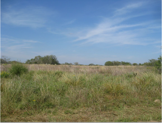 Example_Coastal Plain Terrace Sandyland Grassland.png Example_Coastal Plain Terrace Sandyland Grassland.png