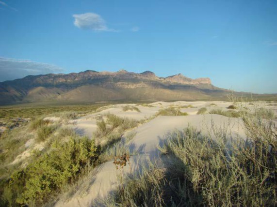 Example Trans-Pecos Gyp Dune.jpg Example Trans-Pecos Gyp Dune.jpg