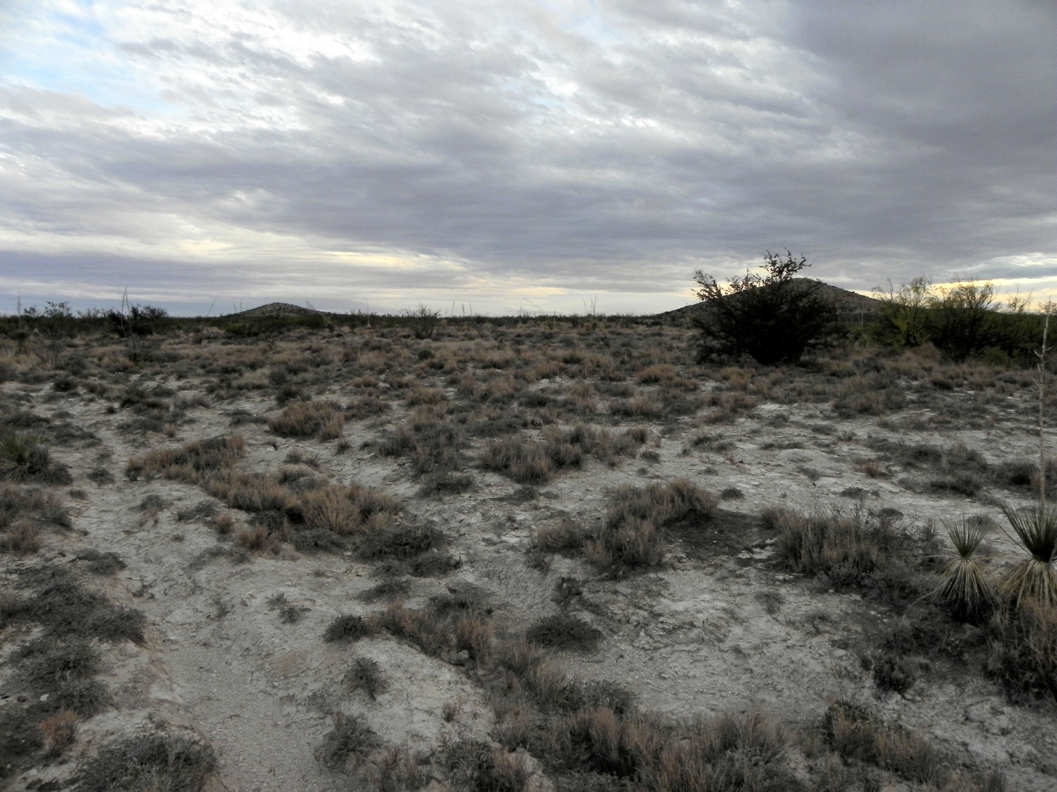 TransPecos_GypGrassland_10307.jpg