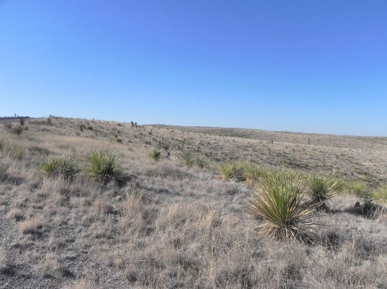 Example Trans-Pecos Shallow Plains Grassland.jpg