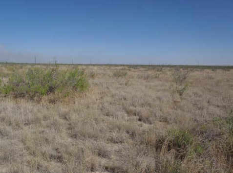 Example Trans-Pecos Sandy Desert Grassland.jpg Example Trans-Pecos Sandy Desert Grassland.jpg
