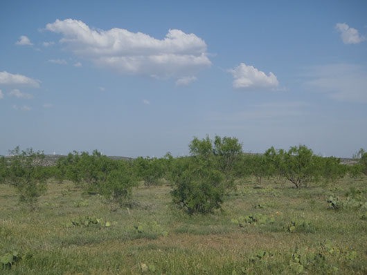 southwest-tobosa mesquite shrubland-521.jpg