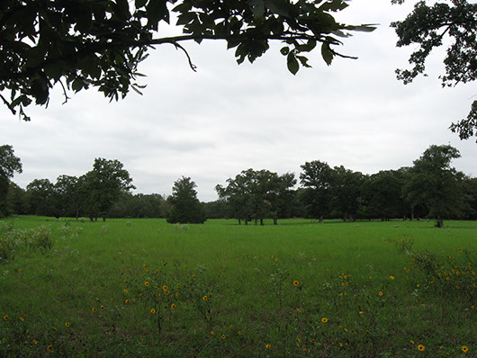 post_oak_savanna_sandyland_grassland_site19.jpg