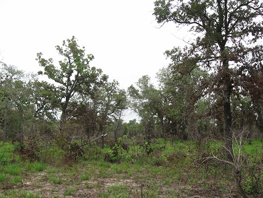 postoaksavanna_xericsandylands_woodland_site21.jpg