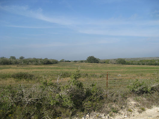 south texas-caliche grassland-1050.jpg south texas-caliche grassland-1050.jpg
