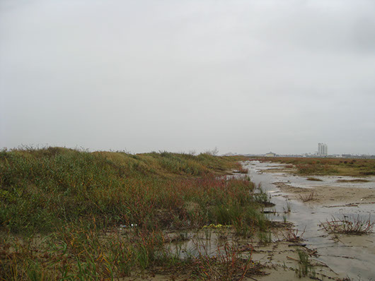 coastal and sandsheet-deep sand shrubland-1710.jpg